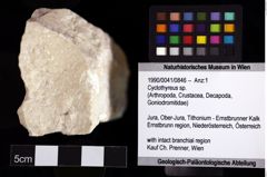 Foto (Objket + Etiketten) von Cyclothyreus sp. 